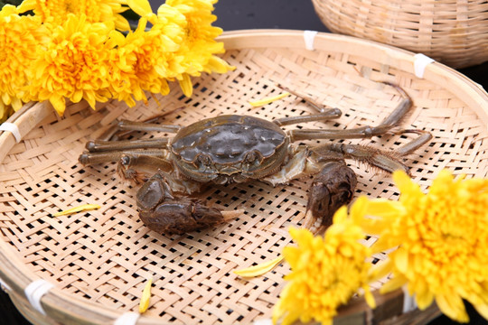 蟹 螃蟹 阳澄湖 大闸蟹 河蟹