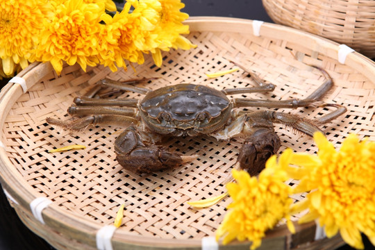 蟹 螃蟹 阳澄湖 大闸蟹 河蟹