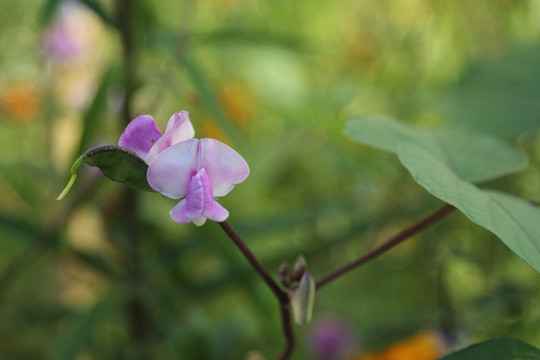 扁豆扁花