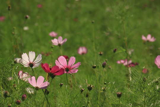 格桑花