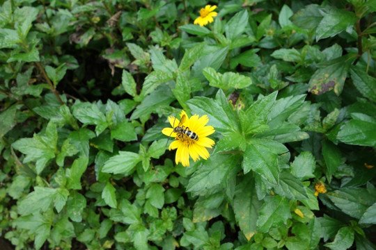 黄花 蜜蜂