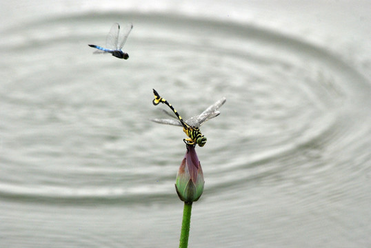 蜻蜓 小荷 水面  涟漪
