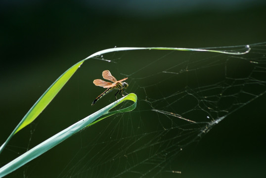 蜻蜓 绿叶 水面  蜘蛛网