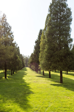 松树林