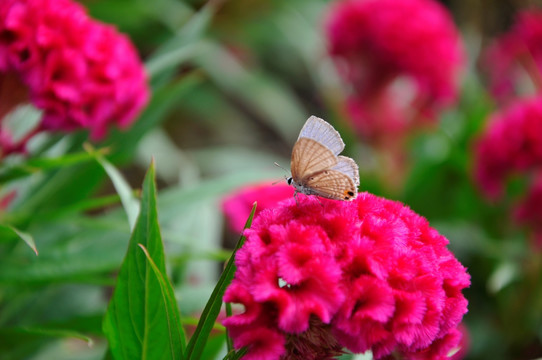 鸡冠花与蝴蝶