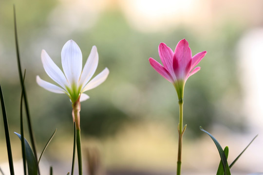 韭兰花与葱兰花 清新花卉