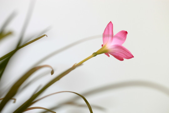 韭兰花 风雨兰 清新花卉