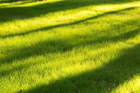 草坪  绿草地