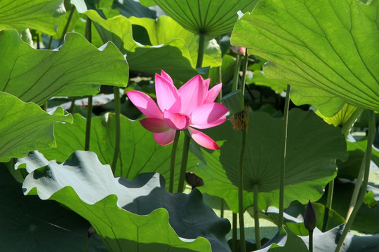 荷花