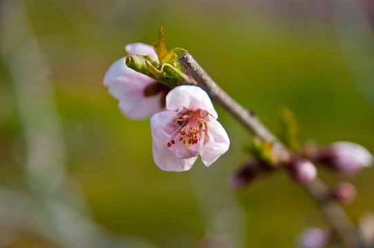 桃花