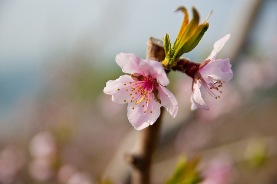 桃花