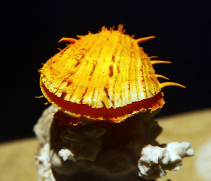 海蚌标本