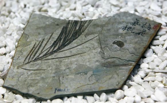 远古植物化石