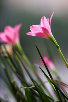 韭兰花 风雨兰 清新花卉