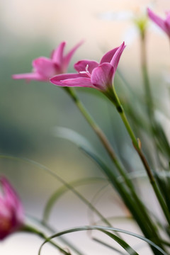 韭兰花 风雨兰 清新花卉
