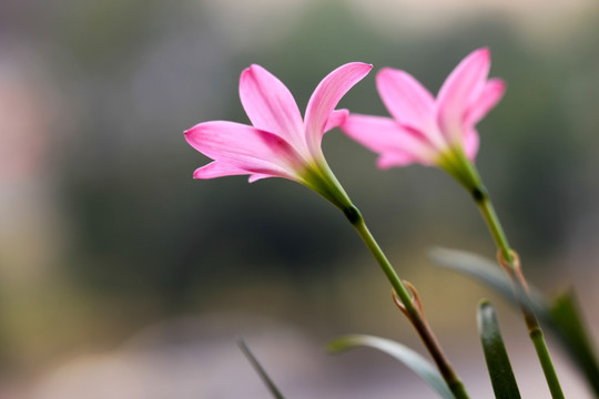 韭兰花 风雨兰 清新花卉