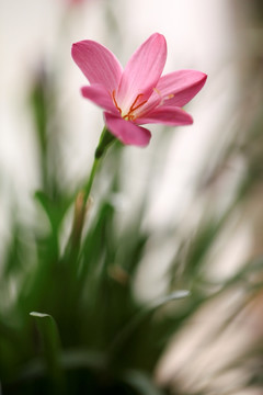 韭兰花 风雨兰 清新花卉