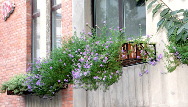 阳台的植物   天津意式风情街