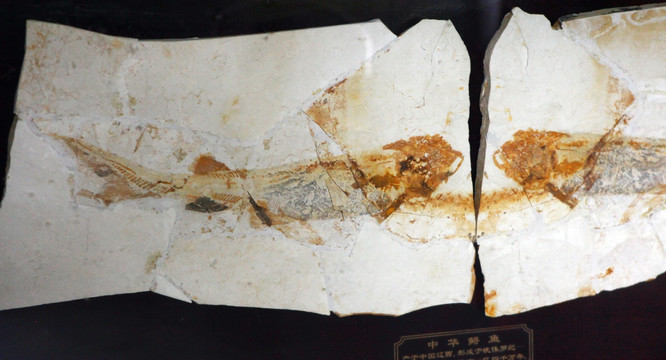 远古鱼类化石