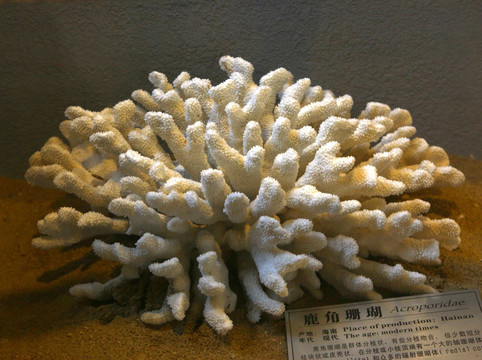 鹿角珊瑚标本