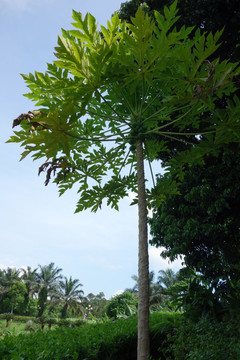 木瓜 木瓜树原植物