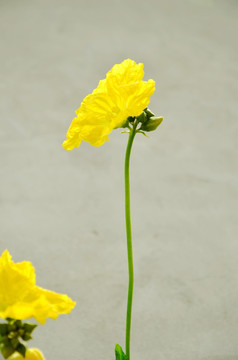 丝瓜花   黄色花朵