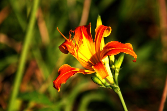 百合花