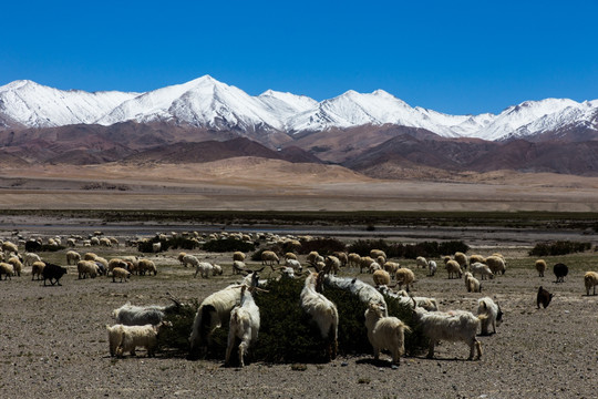 喜马拉雅山脉及羊群