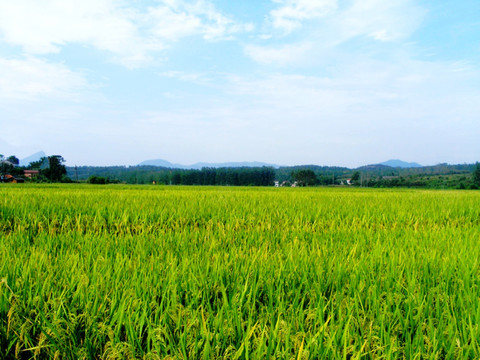 稻田