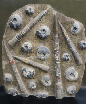 菊石 角石化石标本