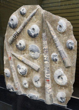 化石标本 菊石 角石