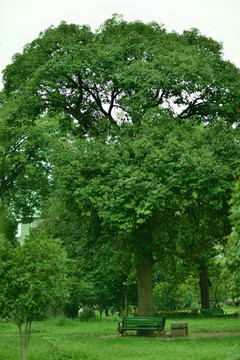 公园里的大树