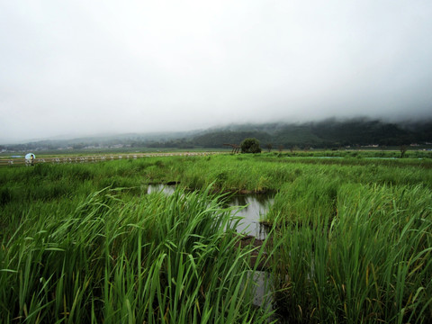 湿地保护区    湿地