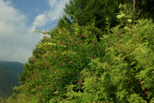 山野花