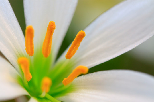 花 花蕊 葱兰