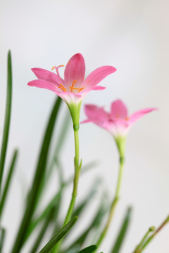 韭兰花 风雨兰 清新花卉