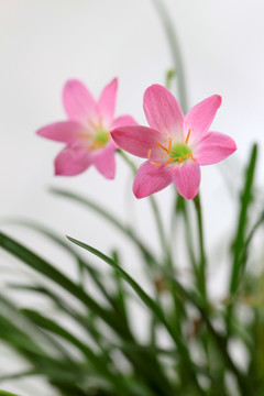 韭兰花 风雨兰 清新花卉