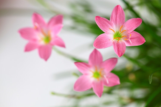 韭兰花 风雨兰 清新花卉