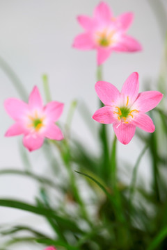 韭兰花 风雨兰 清新花卉