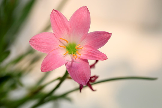 韭兰花 风雨兰 清新花卉