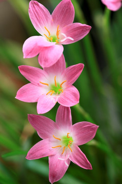韭兰 兰花 花朵