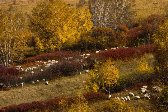 秋日牧羊