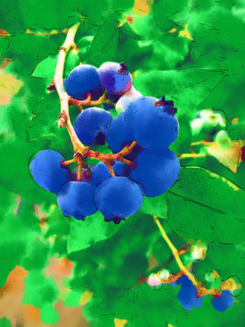 蓝莓 电脑水彩画