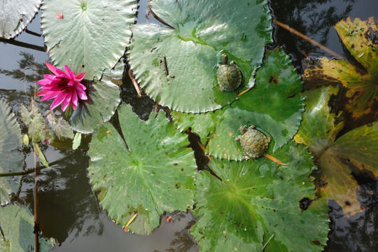 睡莲 子午莲 水芹花