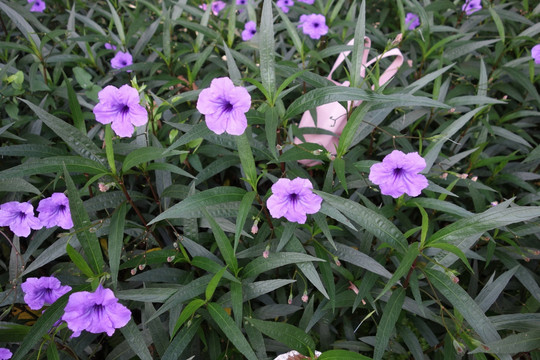 牵牛花 紫色花 喇叭花