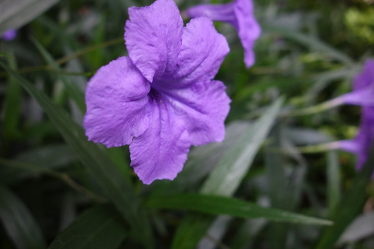 牵牛花 紫色花 喇叭花