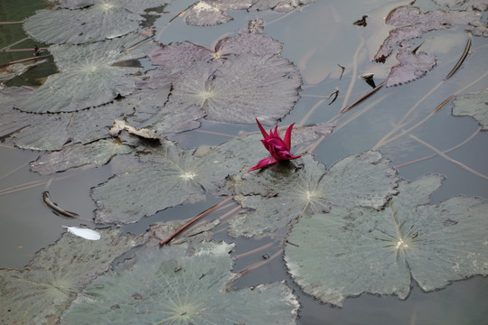 睡莲 子午莲 水芹花