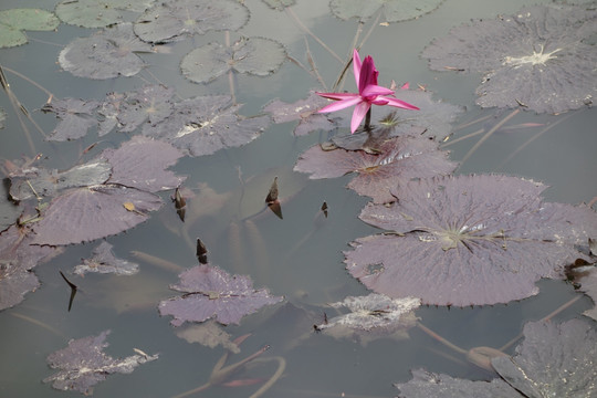 睡莲 子午莲 水芹花