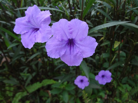 牵牛花 紫色花 喇叭花