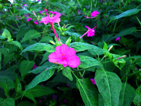 紫茉莉花